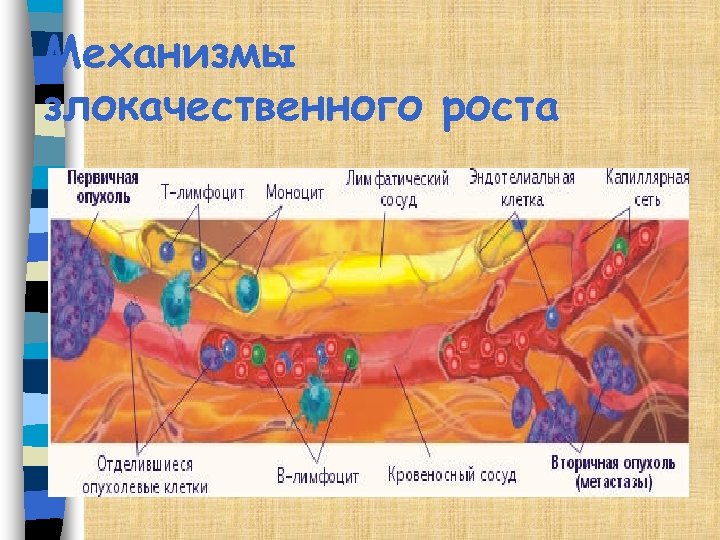 Механизмы злокачественного роста 