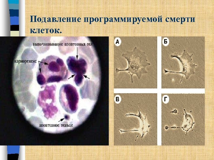 Подавление программируемой смерти клеток. 