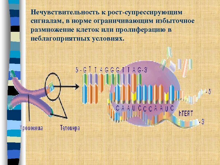 Нечувствительность к рост-супрессирующим сигналам, в норме ограничивающим избыточное размножение клеток или пролиферацию в неблагоприятных