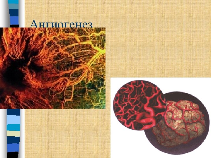 Ангиогенез 