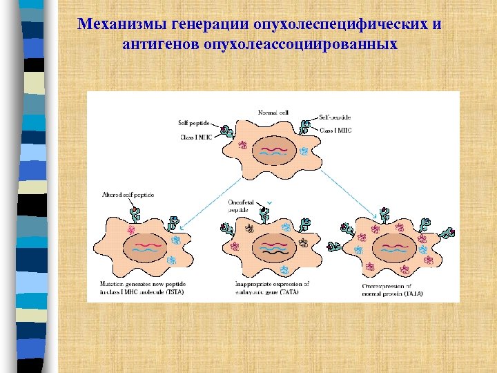 Mеханизмы генерации опухолеспецифических и антигенов опухолеассоциированных 