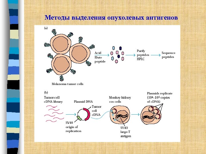 Методы выделения опухолевых антигенов 