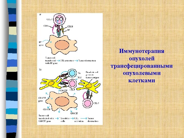 Иммунотерапия опухолей трансфецированными опухолевыми клетками 