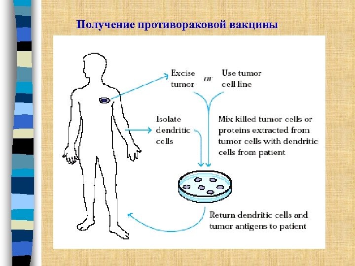 Получение противораковой вакцины 