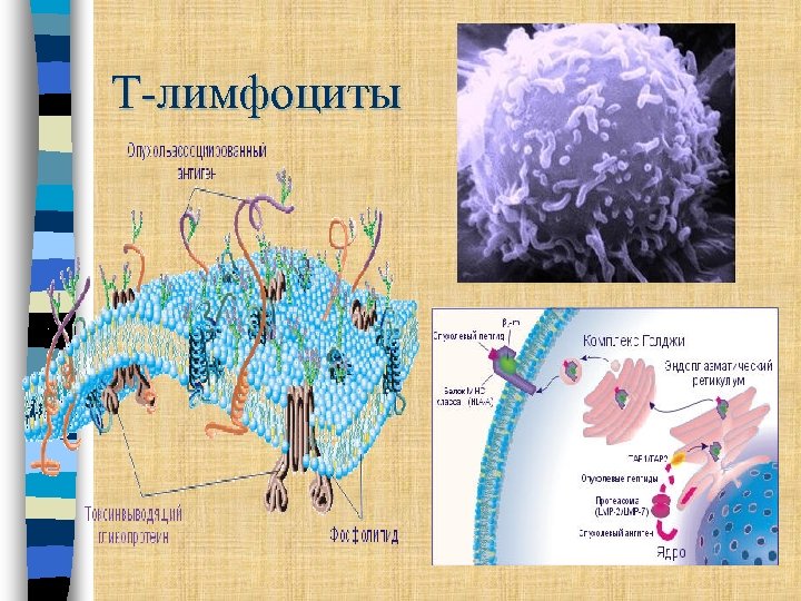Т-лимфоциты 