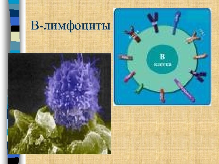 В-лимфоциты 