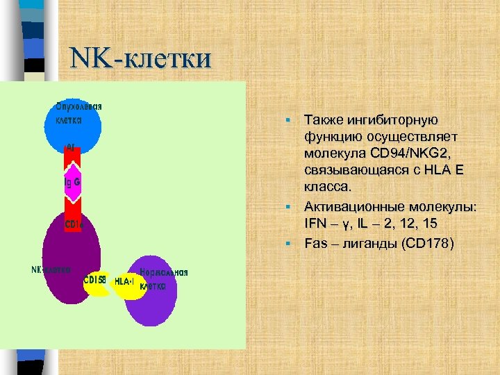NK-клетки Также ингибиторную функцию осуществляет молекула CD 94/NKG 2, связывающаяся с HLA E класса.