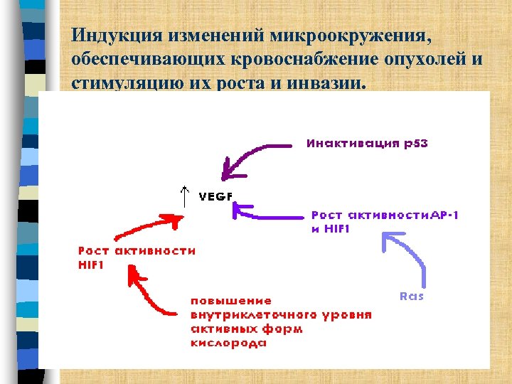 Индукция изменений микроокружения, обеспечивающих кровоснабжение опухолей и стимуляцию их роста и инвазии. 