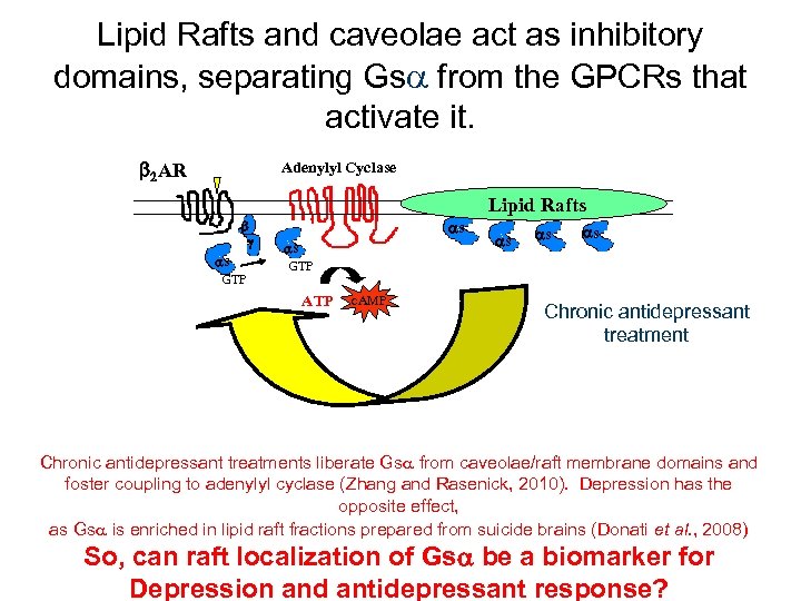 Lipid Rafts and caveolae act as inhibitory domains, separating Gs from the GPCRs that