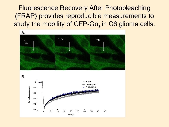 Fluorescence Recovery After Photobleaching (FRAP) provides reproducible measurements to study the mobility of GFP-Gαs