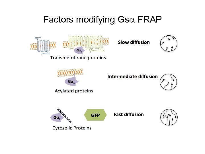 Factors modifying Gs FRAP 
