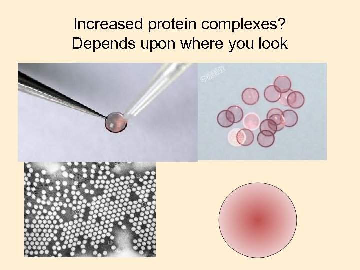 Increased protein complexes? Depends upon where you look 