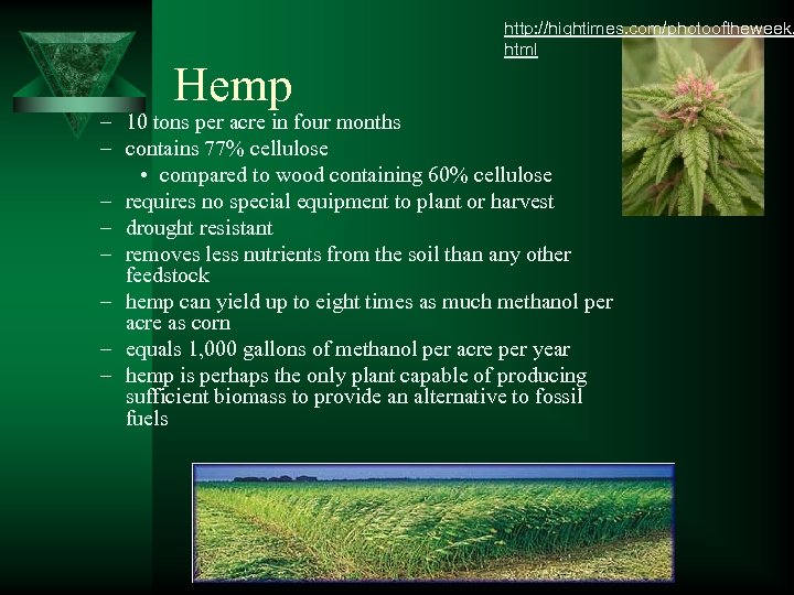 Hemp http: //hightimes. com/photooftheweek. html – 10 tons per acre in four months –
