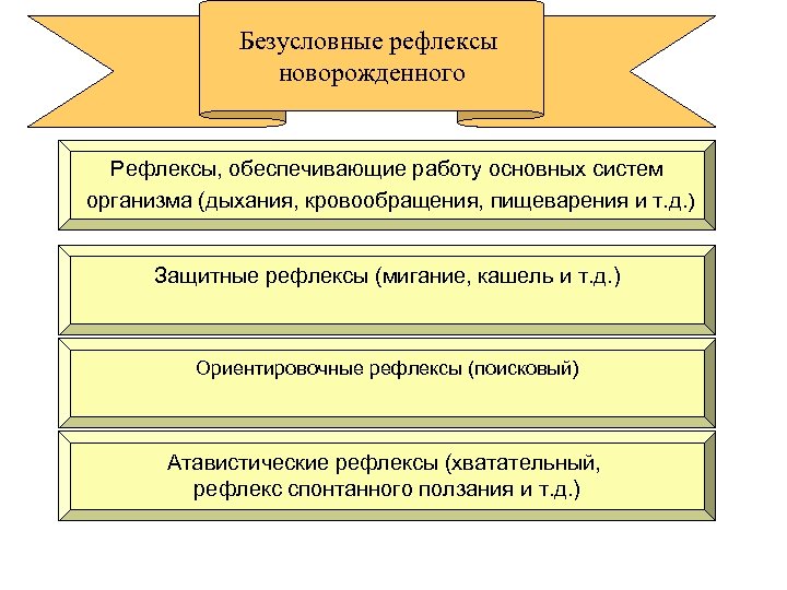 Безусловные рефлексы новорожденного Рефлексы, обеспечивающие работу основных систем организма (дыхания, кровообращения, пищеварения и т.