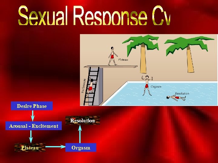Desire Phase Arousal - Excitement Plateau Resolution Orgasm 