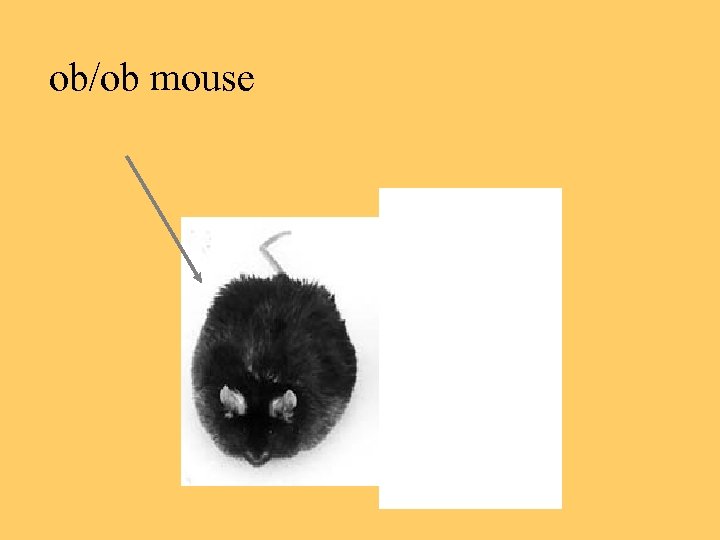 ob/ob mouse 