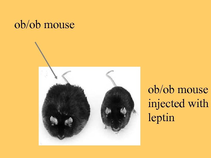ob/ob mouse injected with leptin 
