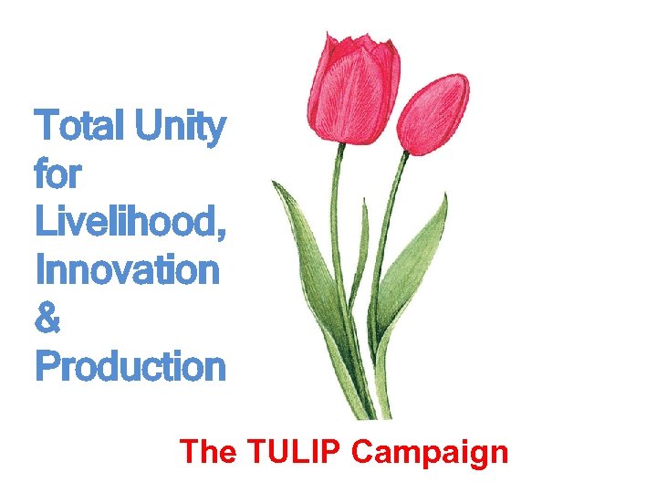 Total Unity for Livelihood, Innovation & Production The TULIP Campaign 