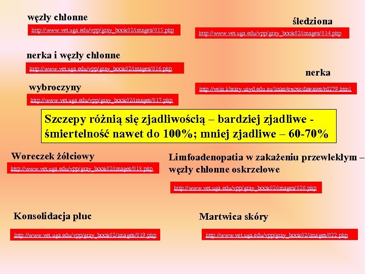 węzły chłonne śledziona http: //www. vet. uga. edu/vpp/gray_book 02/images/015. php http: //www. vet. uga.