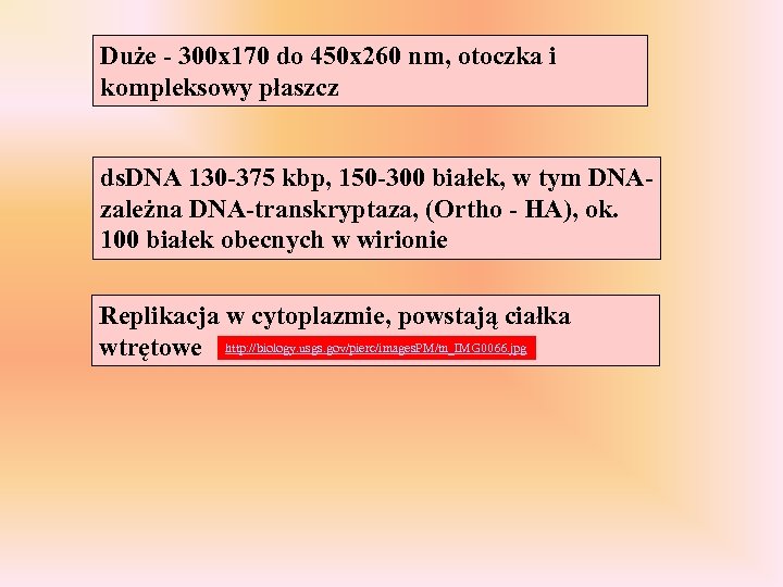 Duże - 300 x 170 do 450 x 260 nm, otoczka i kompleksowy płaszcz