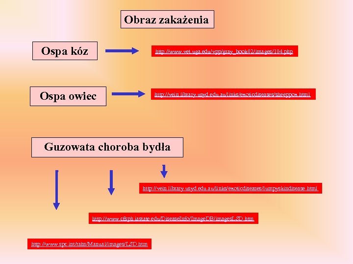 Obraz zakażenia Ospa kóz http: //www. vet. uga. edu/vpp/gray_book 02/images/104. php Ospa owiec http: