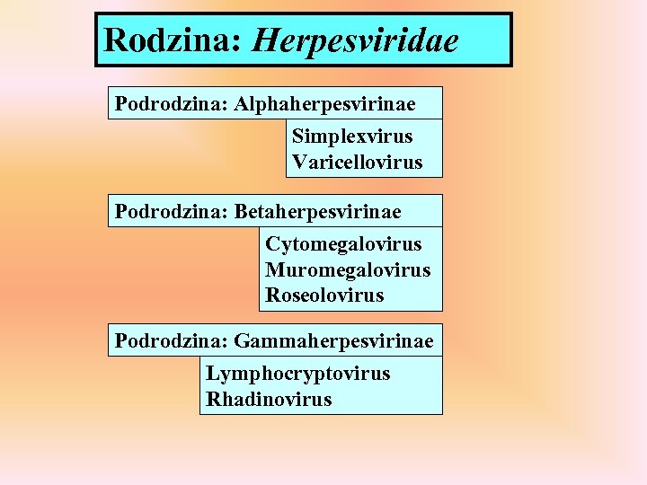 Rodzina: Herpesviridae Podrodzina: Alphaherpesvirinae Simplexvirus Varicellovirus Podrodzina: Betaherpesvirinae Cytomegalovirus Muromegalovirus Roseolovirus Podrodzina: Gammaherpesvirinae Lymphocryptovirus