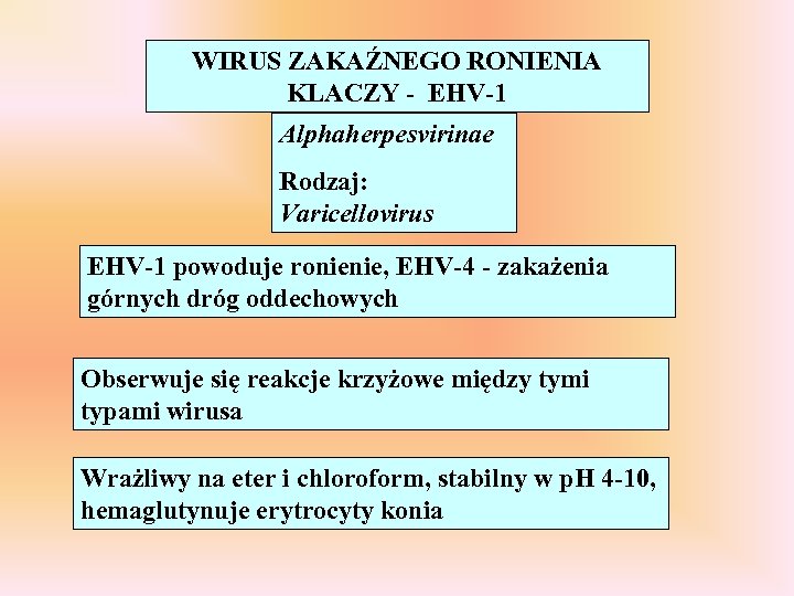WIRUS ZAKAŹNEGO RONIENIA KLACZY - EHV-1 Alphaherpesvirinae Rodzaj: Varicellovirus EHV-1 powoduje ronienie, EHV-4 -