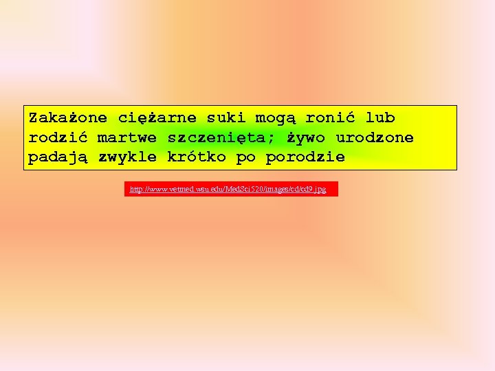 Zakażone ciężarne suki mogą ronić lub rodzić martwe szczenięta; żywo urodzone padają zwykle krótko