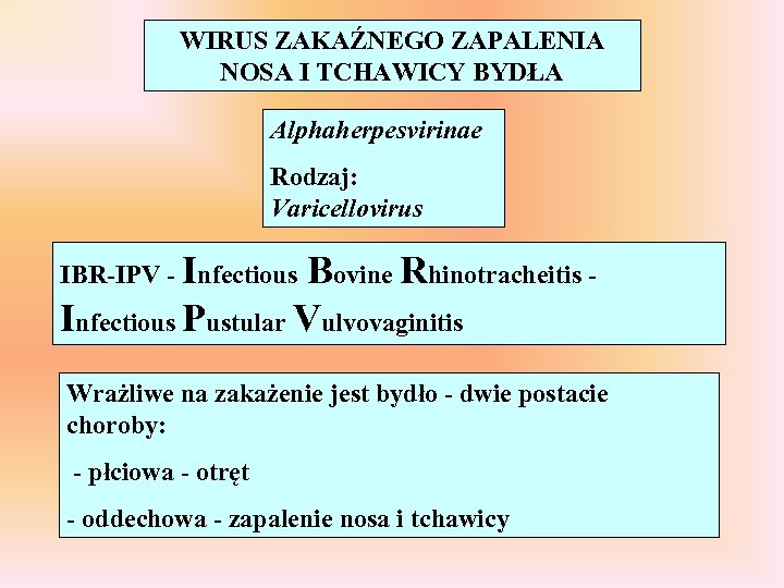 WIRUS ZAKAŹNEGO ZAPALENIA NOSA I TCHAWICY BYDŁA Alphaherpesvirinae Rodzaj: Varicellovirus IBR-IPV - Infectious Bovine
