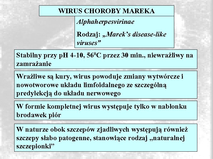 WIRUS CHOROBY MAREKA Alphaherpesvirinae Rodzaj: „Marek’s disease-like viruses” Stabilny przy p. H 4 -10,