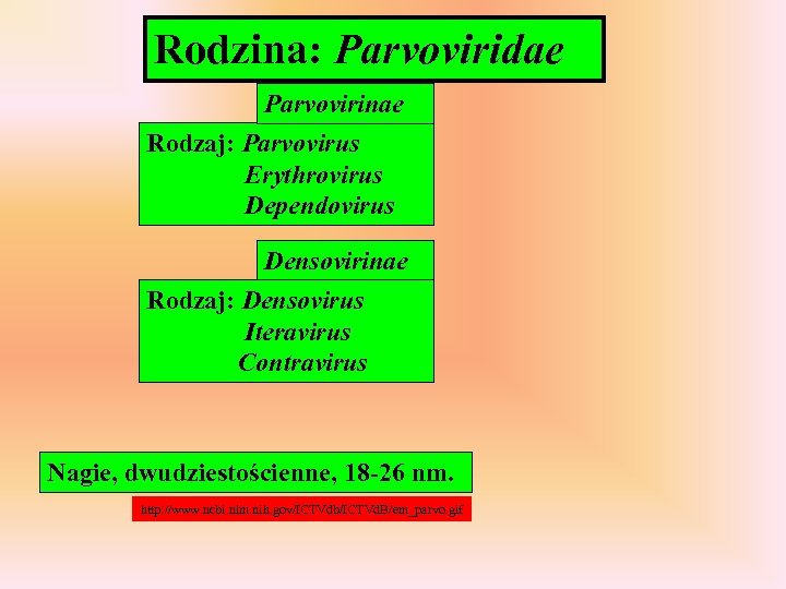 Rodzina: Parvoviridae Parvovirinae Rodzaj: Parvovirus Erythrovirus Dependovirus Densovirinae Rodzaj: Densovirus Iteravirus Contravirus Nagie, dwudziestościenne,