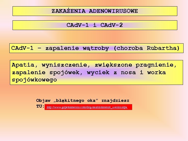ZAKAŻENIA ADENOWIRUSOWE CAd. V-1 i CAd. V-2 CAd. V-1 – zapalenie wątroby (choroba Rubartha)