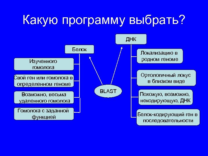 Какую программу выбрать? ДНК Белок Локализацию в родном геноме Изученного гомолога Ортологичный локус в