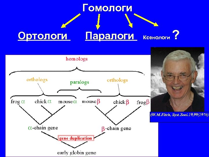 Гомологи Ортологи Паралоги Ксенологи ? (W. M. Fitch, Syst. Zool. 19, 99(1970) 