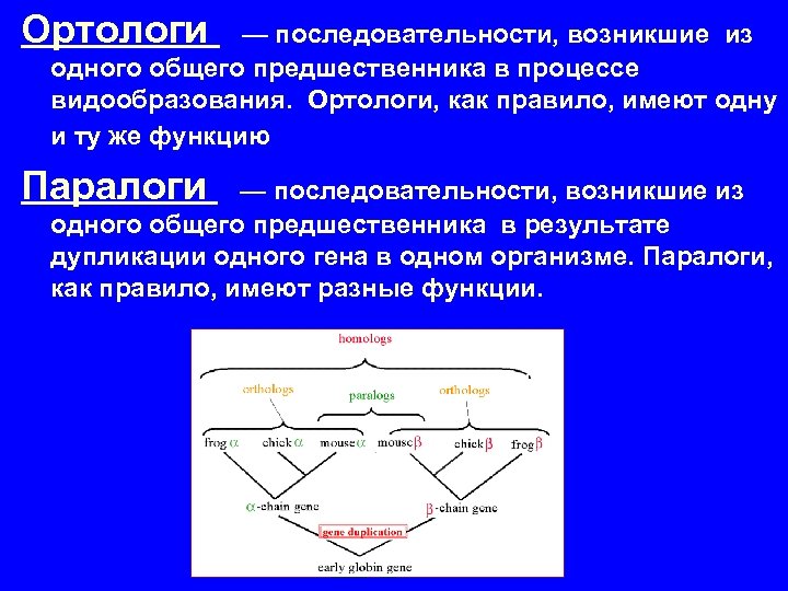 Ортологи — последовательности, возникшие из одного общего предшественника в процессе видообразования. Ортологи, как правило,