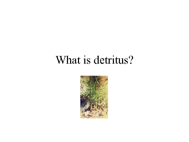 What is detritus? 