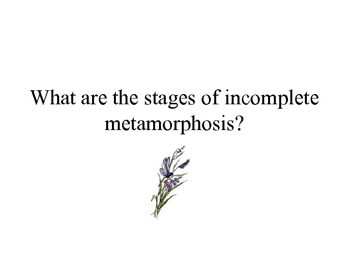 What are the stages of incomplete metamorphosis? 