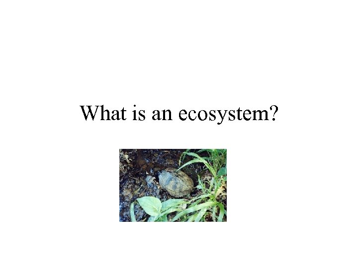 What is an ecosystem? 