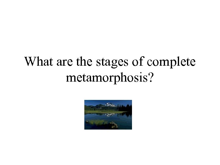 What are the stages of complete metamorphosis? 