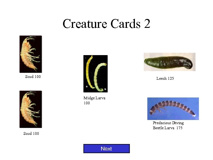Creature Cards 2 Scud 100 Leech 125 Midge Larva 100 Predacious Diving Beetle Larva