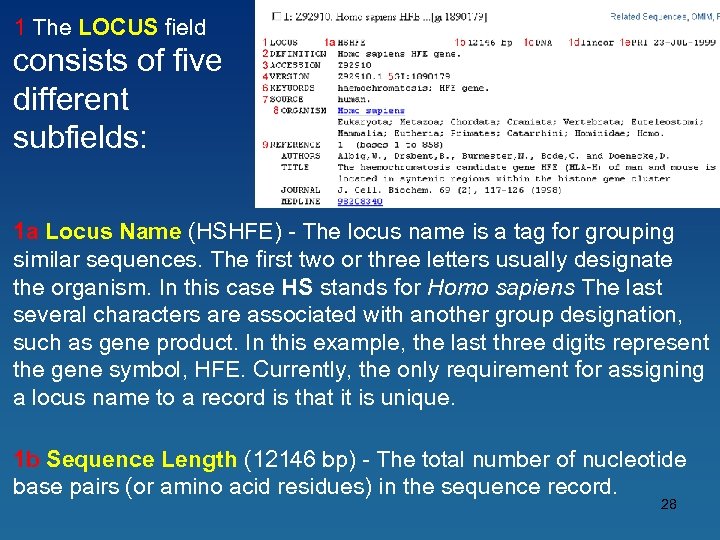 1 The LOCUS field consists of five different subfields: 1 a Locus Name (HSHFE)