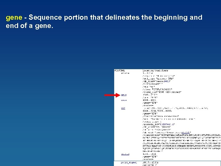 gene - Sequence portion that delineates the beginning and end of a gene. 41