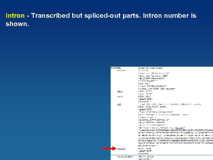 intron - Transcribed but spliced-out parts. Intron number is shown. 44 