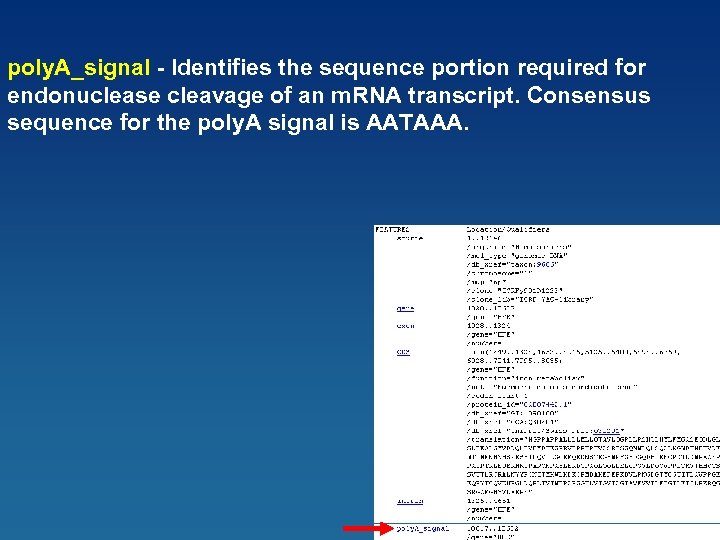 poly. A_signal - Identifies the sequence portion required for endonuclease cleavage of an m.