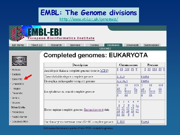 EMBL: The Genome divisions http: //www. ebi. ac. uk/genomes/ Schizosaccharomyces pombe strain 972 h-