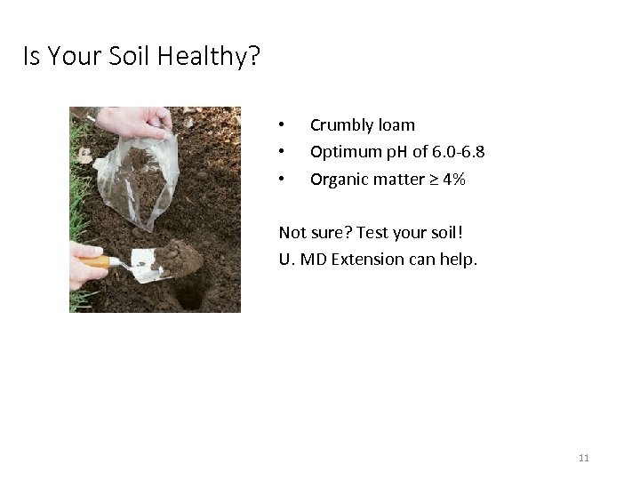 Is Your Soil Healthy? • • • Crumbly loam Optimum p. H of 6.