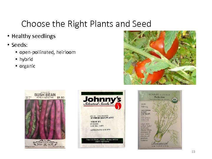Choose the Right Plants and Seed • Healthy seedlings • Seeds: • open-pollinated, heirloom