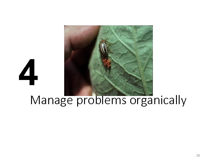 4 Manage problems organically 19 
