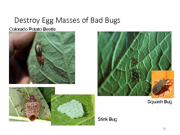 Destroy Egg Masses of Bad Bugs Colorado Potato Beetle Squash Bug Stink Bug 20