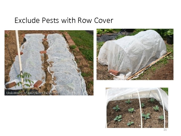 Exclude Pests with Row Cover 21 